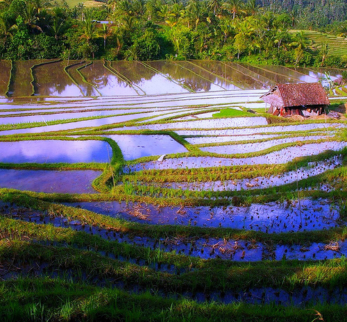 Bali Island